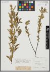 Foto von Salix alba L. x Salix triandra L.